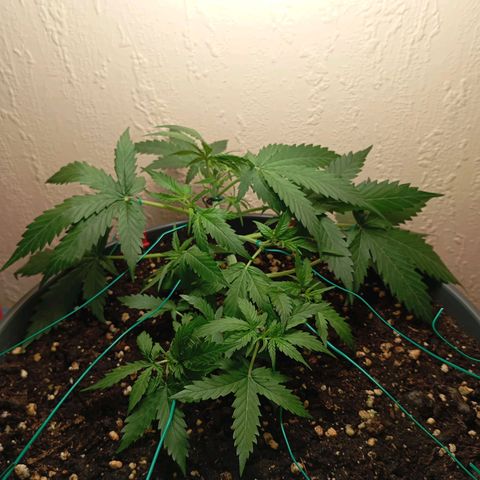 Skunk#1 growlog timeline photo