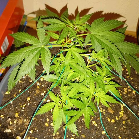 Skunk#1 growlog timeline photo