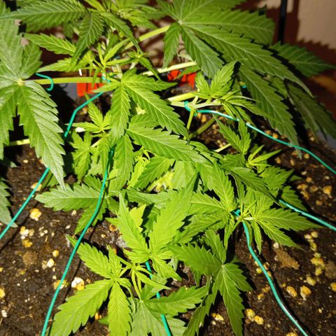 Skunk#1 growlog timeline photo