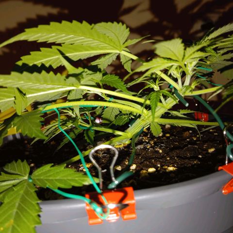 Skunk#1 growlog timeline photo