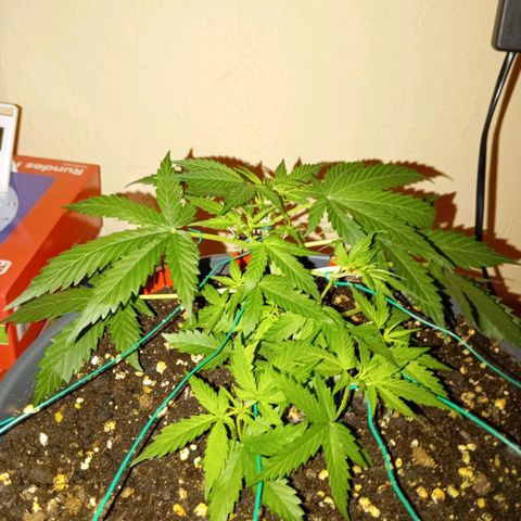 Skunk#1 growlog timeline photo
