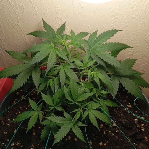 Skunk#1 growlog timeline photo