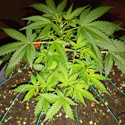 Skunk#1 growlog timeline photo