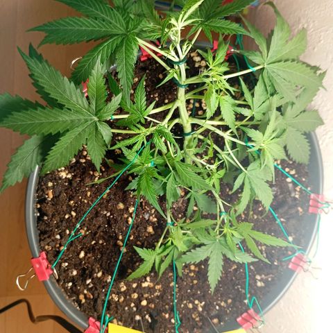 Skunk#1 growlog timeline photo