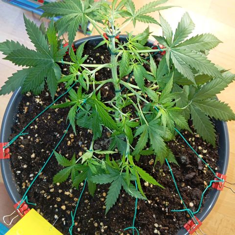 Skunk#1 growlog timeline photo