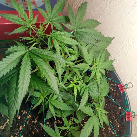 Skunk#1 growlog timeline photo