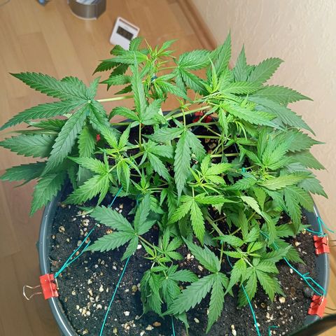 Skunk#1 growlog timeline photo