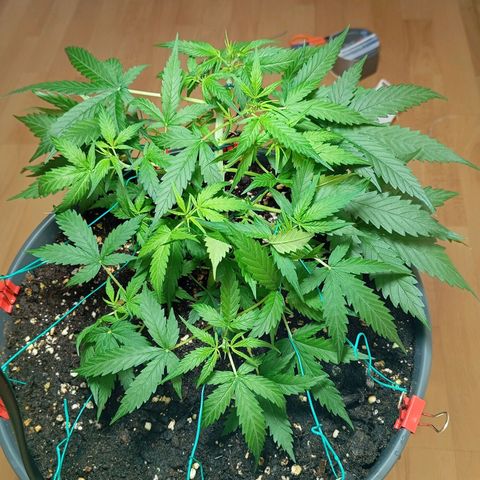 Skunk#1 growlog timeline photo