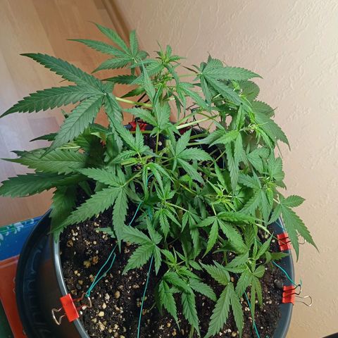 Skunk#1 growlog timeline photo