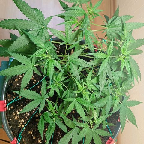 Skunk#1 growlog timeline photo