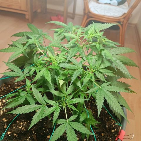 Skunk#1 growlog timeline photo