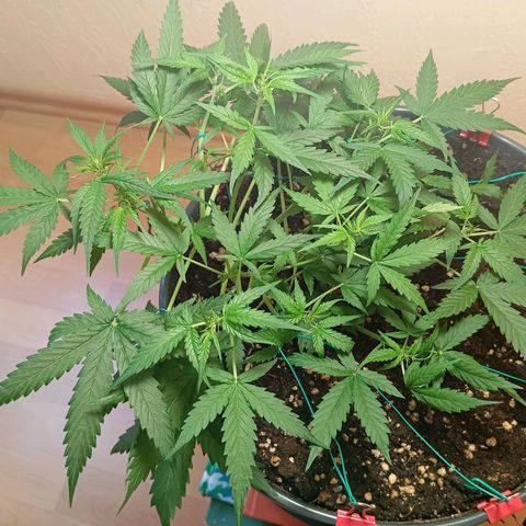 Skunk#1 growlog timeline photo