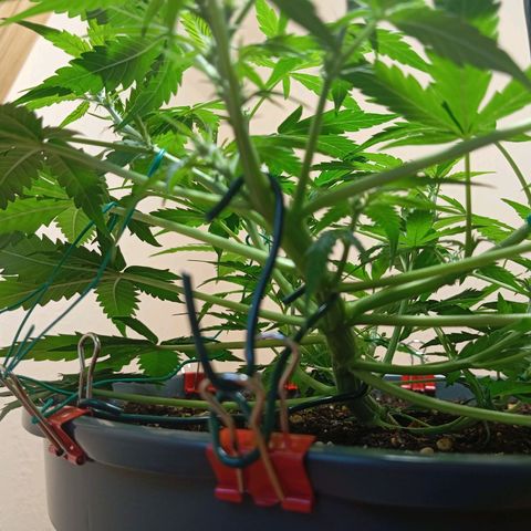 Skunk#1 growlog timeline photo