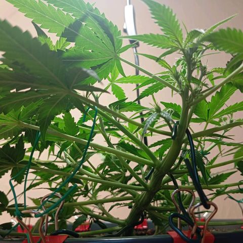 Skunk#1 growlog timeline photo