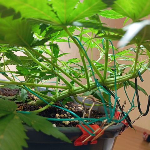 Skunk#1 growlog timeline photo