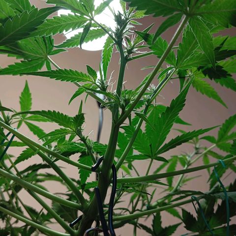 Skunk#1 growlog timeline photo