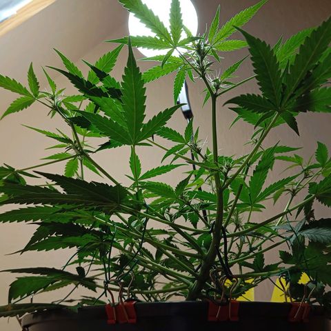 Skunk#1 growlog timeline photo