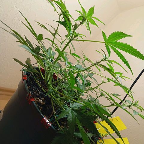 Skunk#1 growlog timeline photo