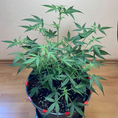 Skunk#1 growlog timeline photo