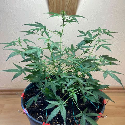 Skunk#1 growlog timeline photo