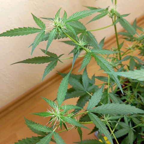 Skunk#1 growlog timeline photo