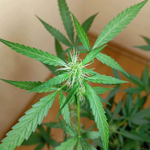 Skunk#1 growlog timeline photo