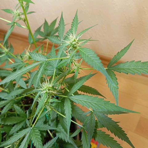 Skunk#1 growlog timeline photo