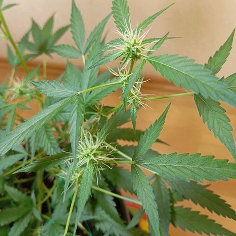 Skunk#1 growlog timeline photo