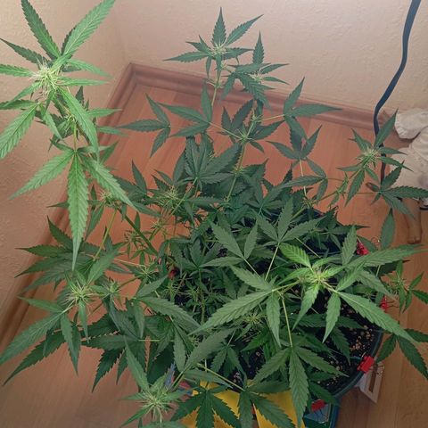 Skunk#1 growlog timeline photo