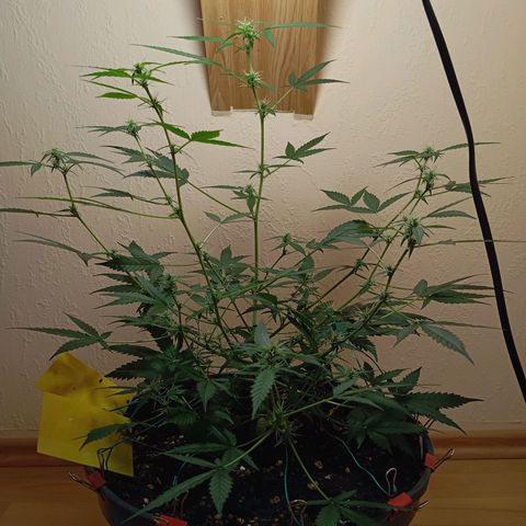 Skunk#1 growlog timeline photo