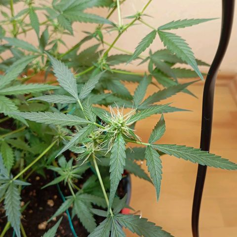 Skunk#1 growlog timeline photo