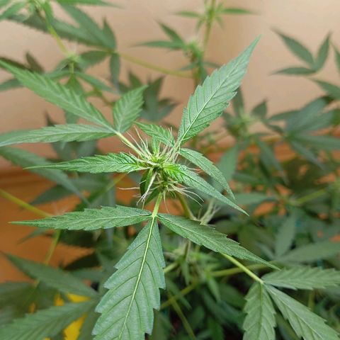 Skunk#1 growlog timeline photo