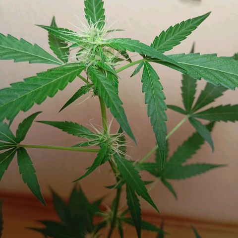 Skunk#1 growlog timeline photo