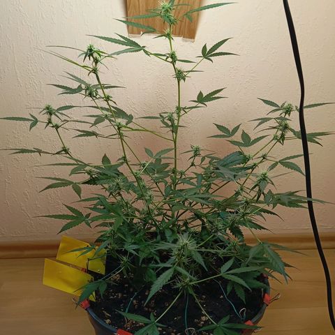 Skunk#1 growlog timeline photo