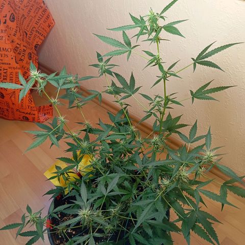 Skunk#1 growlog timeline photo