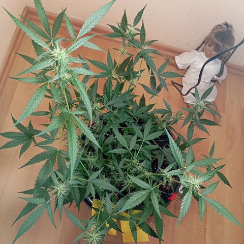 Skunk#1 growlog timeline photo