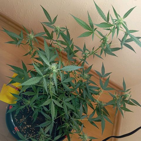 Skunk#1 growlog timeline photo