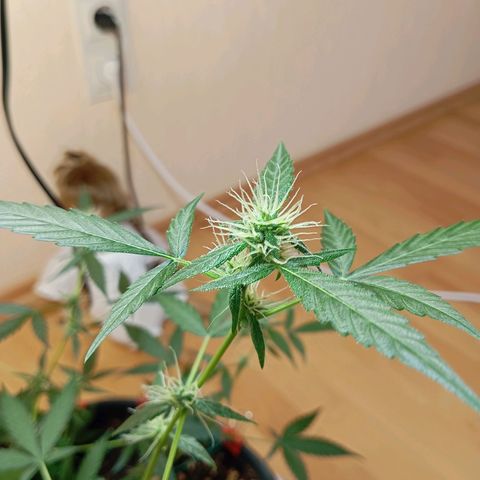 Skunk#1 growlog timeline photo