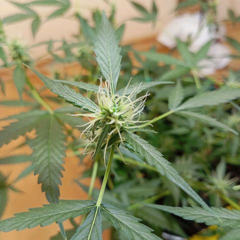 Skunk#1 growlog timeline photo