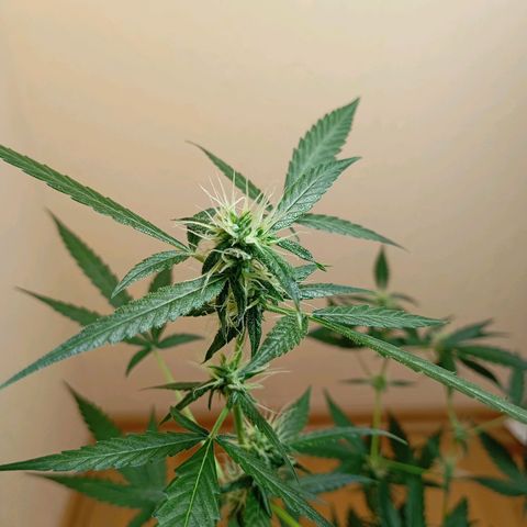 Skunk#1 growlog timeline photo