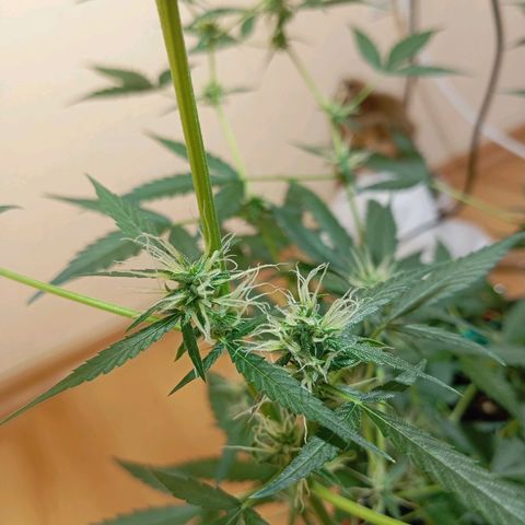 Skunk#1 growlog timeline photo