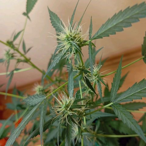 Skunk#1 growlog timeline photo