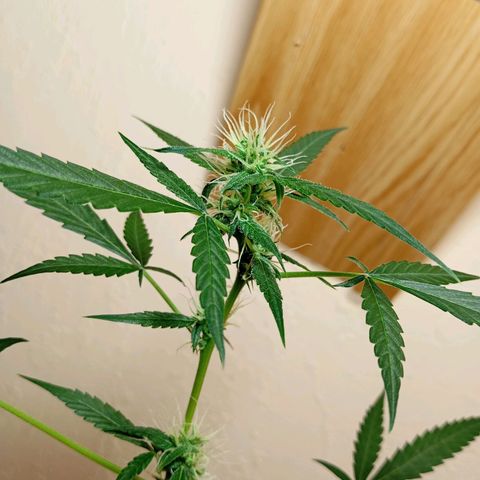 Skunk#1 growlog timeline photo