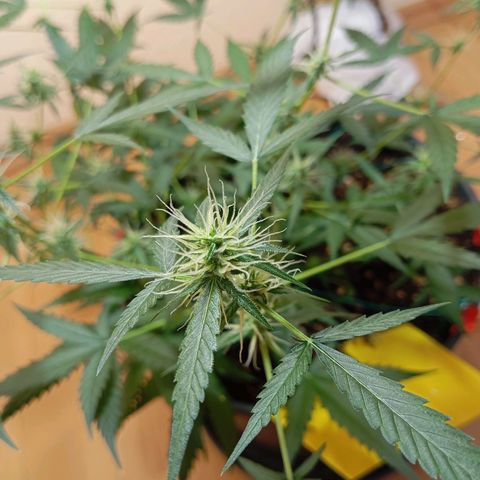 Skunk#1 growlog timeline photo