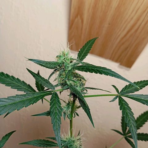 Skunk#1 growlog timeline photo