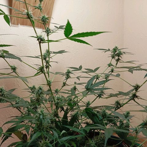 Skunk#1 growlog timeline photo