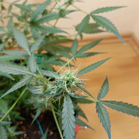 Skunk#1 growlog timeline photo