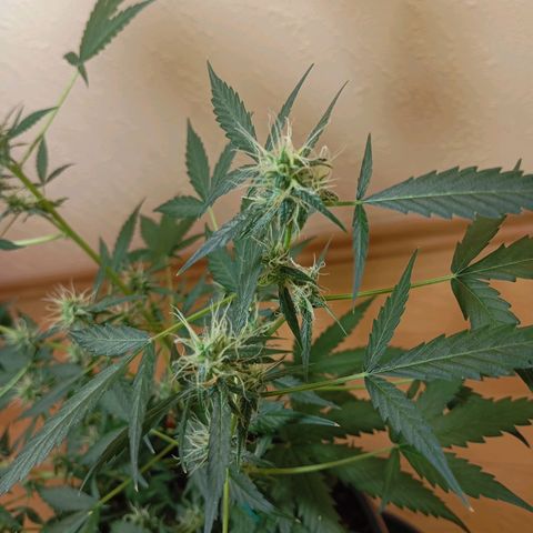 Skunk#1 growlog timeline photo