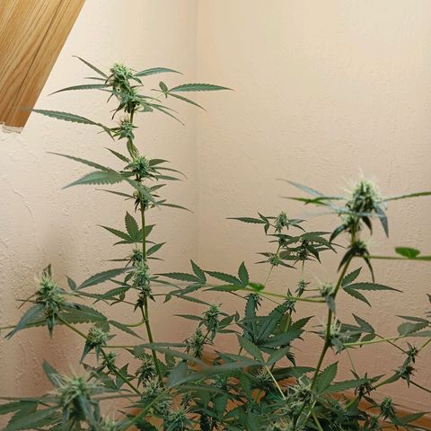Skunk#1 growlog timeline photo