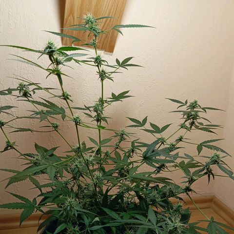 Skunk#1 growlog timeline photo